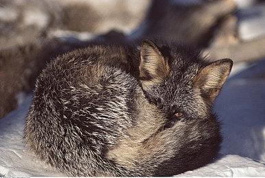 《机场：模拟地勤》8月1日登陆XSX 新预告发布